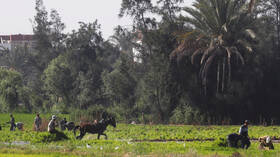 مصر.. ارتفاع حجم الصادرات الزراعية بنحو 5% منذ بداية 2021