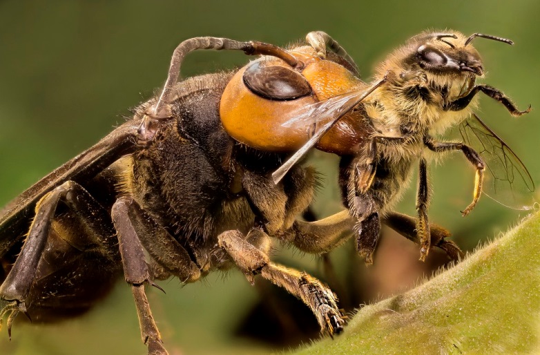 Hornet-and-Honeybee.jpg
