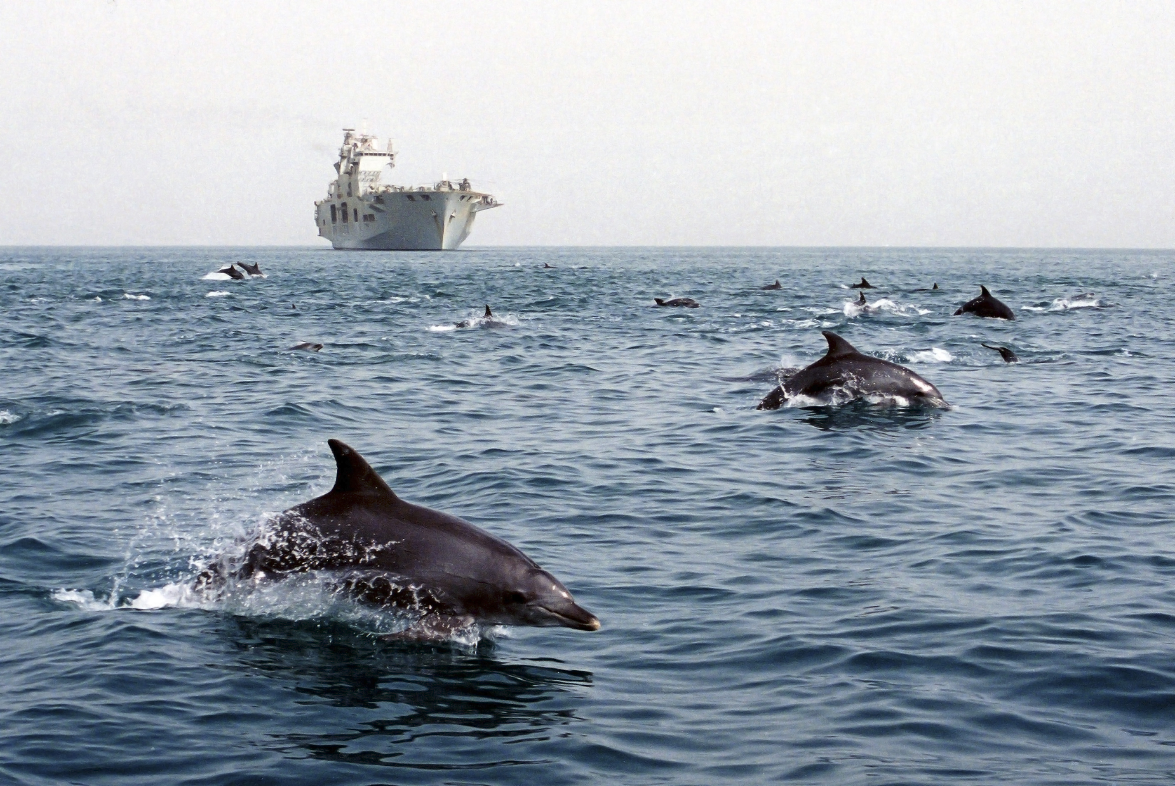Dolphins_escort_HMS_Ocean_MOD_45143502.jpg