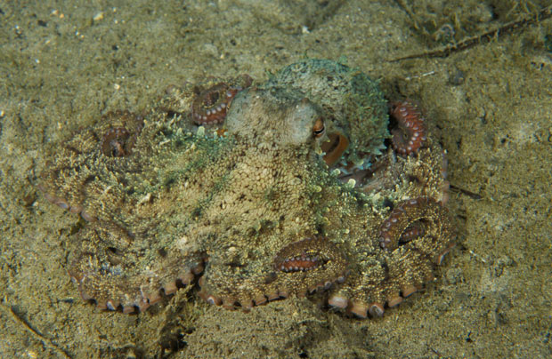 octopus-camo-2.jpg