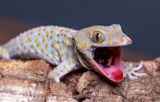 gecko-gecko.jpg