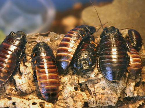 cockroaches-wikimedia.png