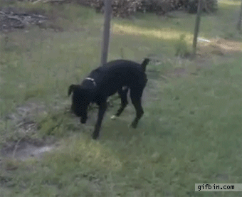 1349110635_dog_pees_on_electric_fence.gif