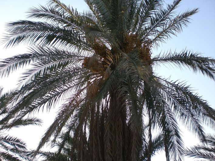 1280px-Ammar-Palm-tree.jpg