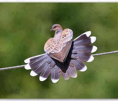 love-dove.jpg