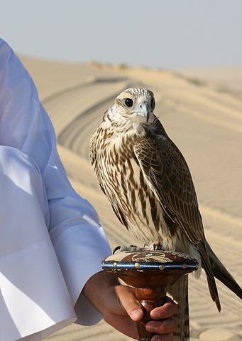 341px-Falco_cherrug_Qatar.jpg