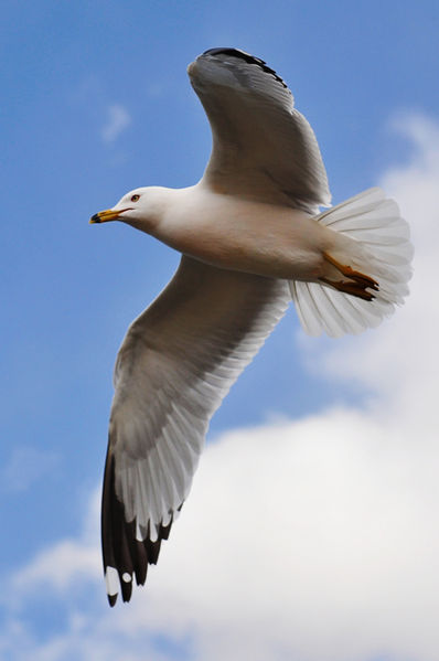 398px-Seagull_in_flight_by_Jiyang_Chen.jpg