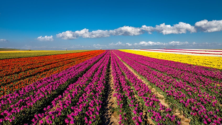 tulip-fields-cumra-847x476.jpg