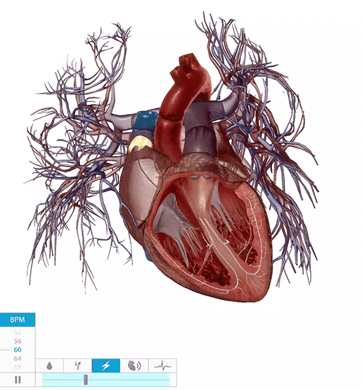 heart-conduction-system-gif.gif