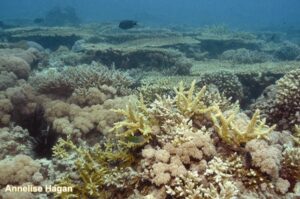 شُعَب جزيرة فراسان المرجانية