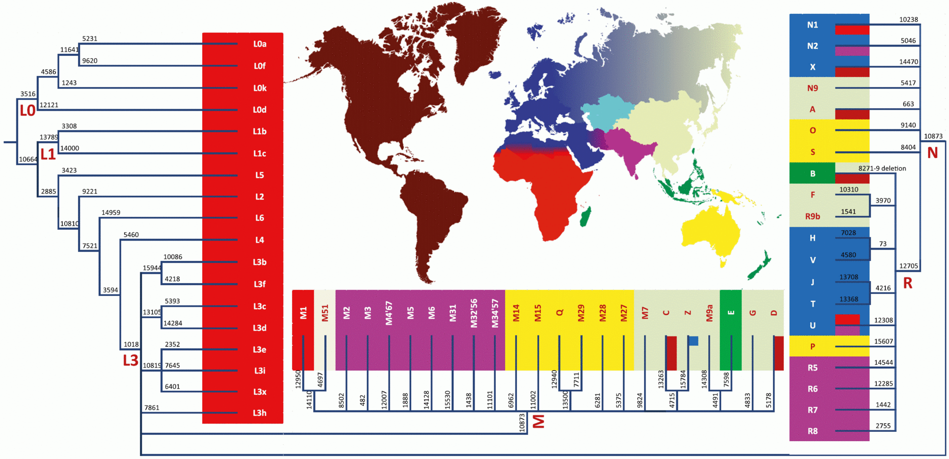 MtDNA_haplogroup_tree_and_distribution_map.gif