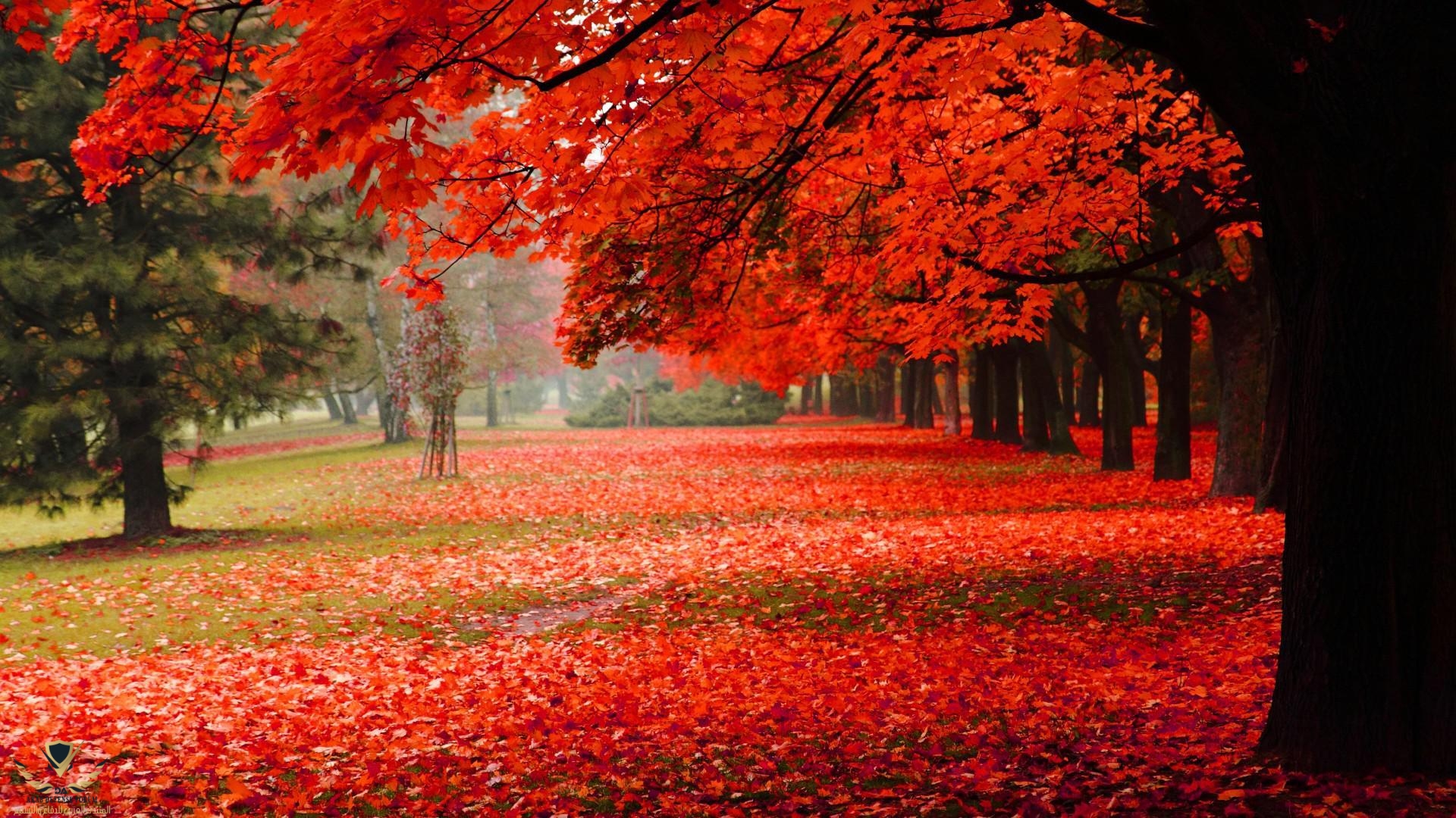 natural-park-autumn-red-leaves-autumn-scenery.jpg