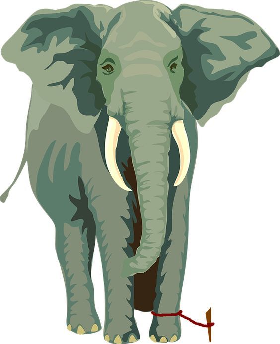0938ff2d5effd64fca45b3120ea4acc6--african-elephant-the-elephants.jpg