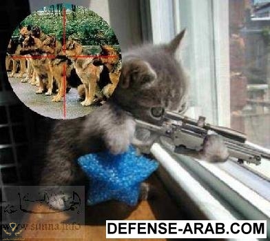 sunna_funny_cat_2.jpg