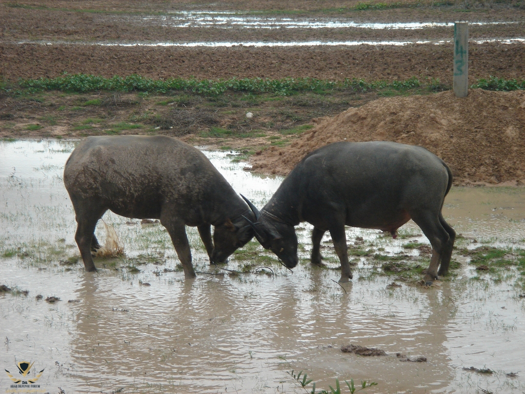 Water_Buffalo_fight.jpg