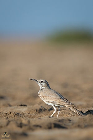 300px-Greater_Hoopoe_Lark.jpg