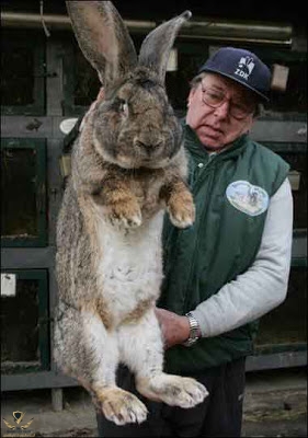 Biggest Rabbit In The World.jpg