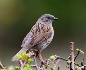 Dunnock.jpg
