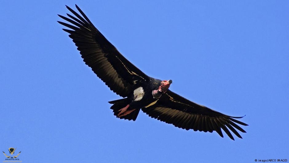 adler-eagle.jpg