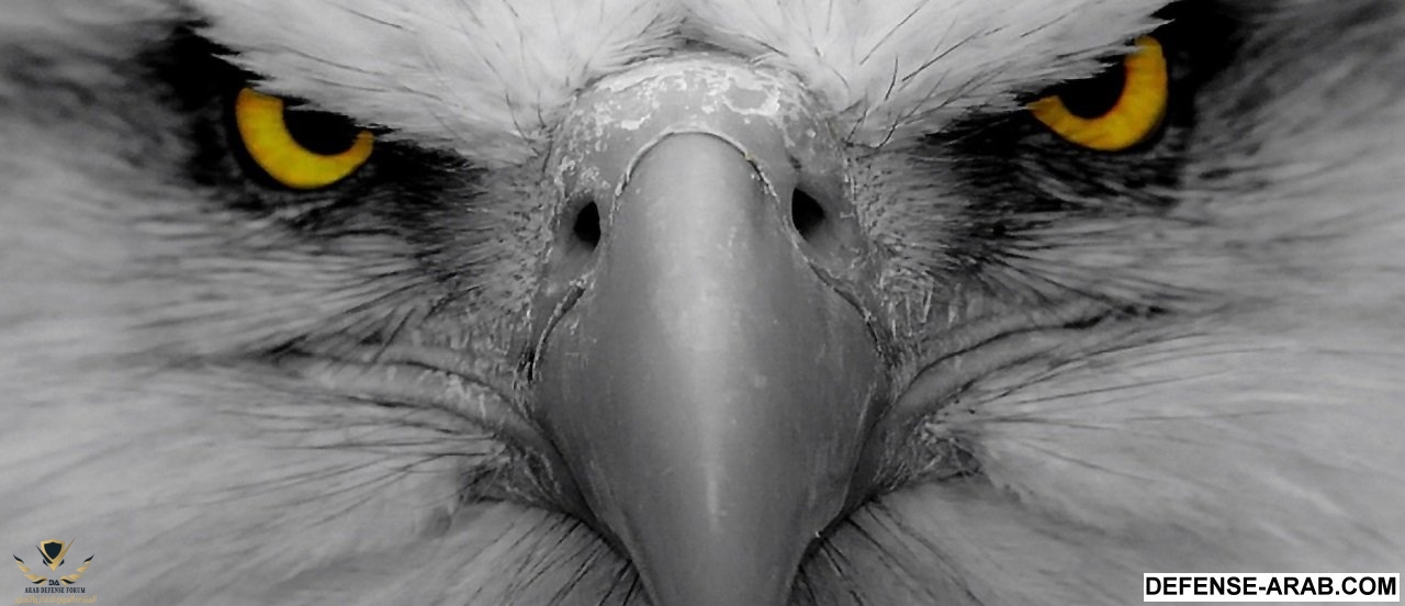 eagle-eyes-focus.jpg