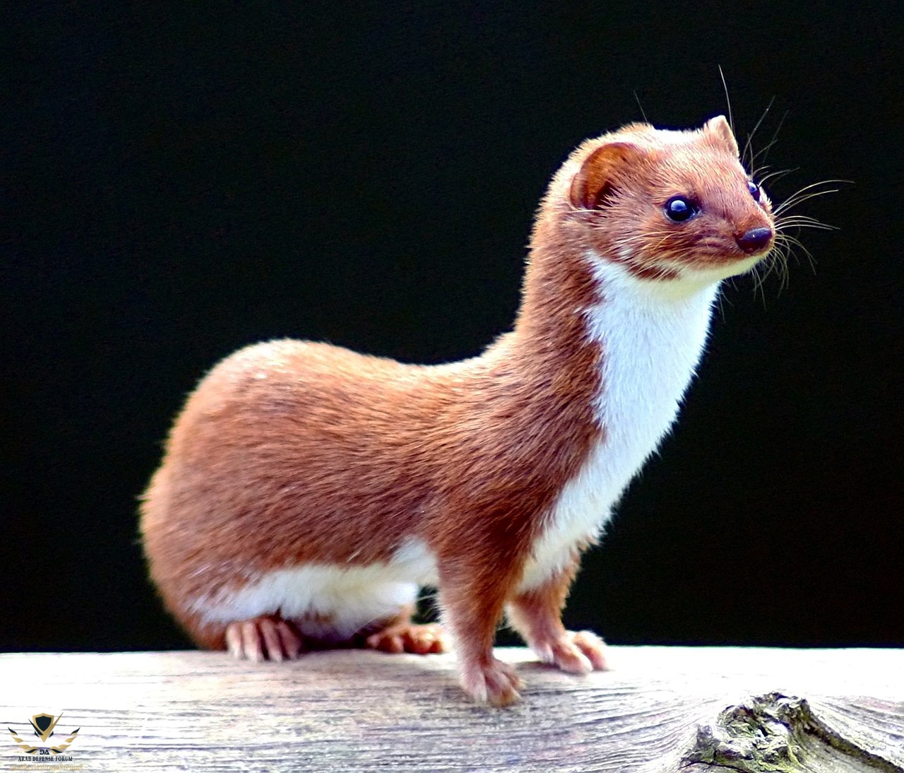 1280px-Mustela_nivalis_-British_Wildlife_Centre-4.jpg