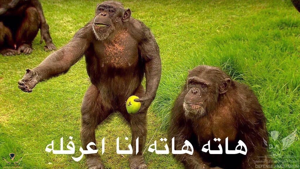 هاته هاته.jpg