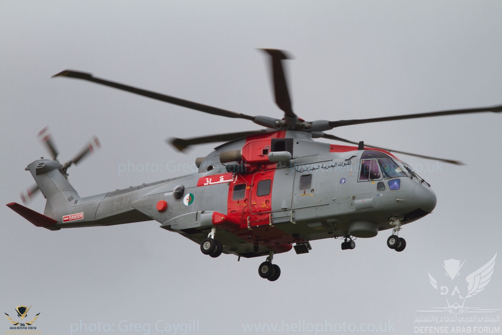 algerian_merlin_2_nov_2011_img1568v2.jpg