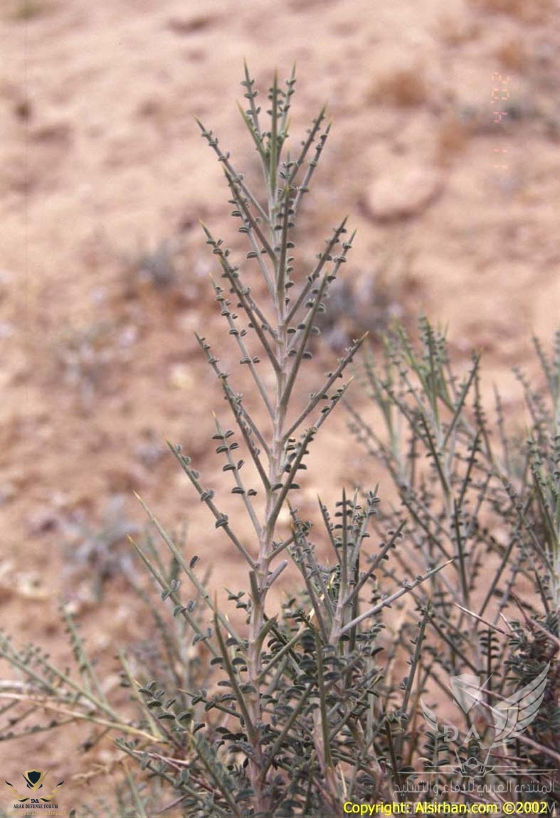 Astragalus_spinosus_4.jpg