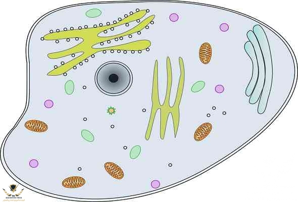 What-is-Cell-Definition-ما-هو-تعريف-الخلية.jpg