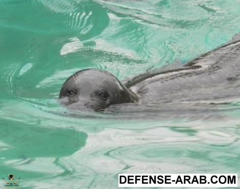 seal15.jpg