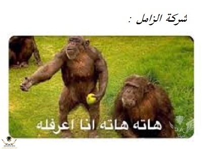 تنزيل (1).jpg