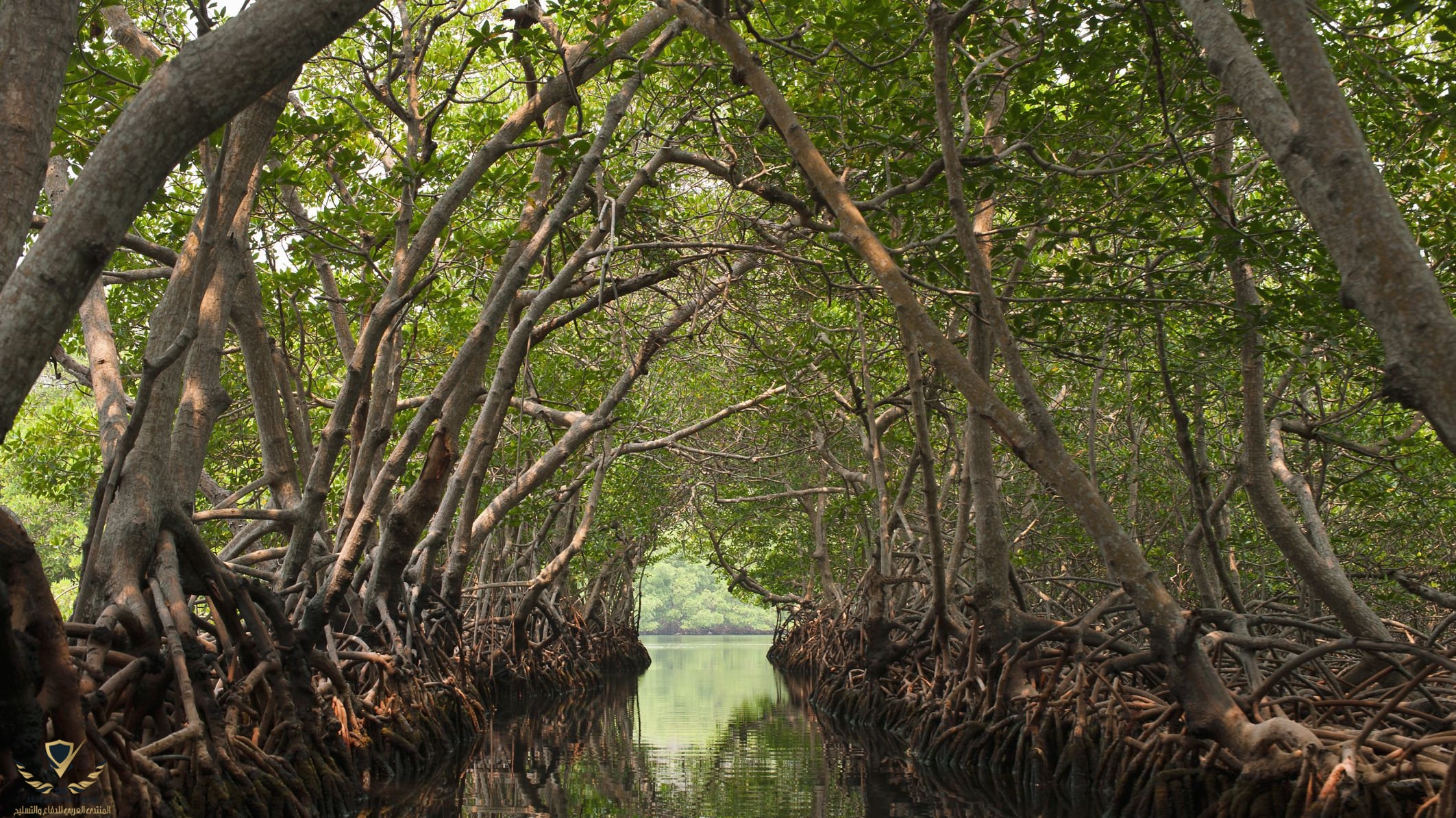 Mangroves-Jadwiga-Figula-Photography-56a5f84d5f9b58b7d0df5259.jpg