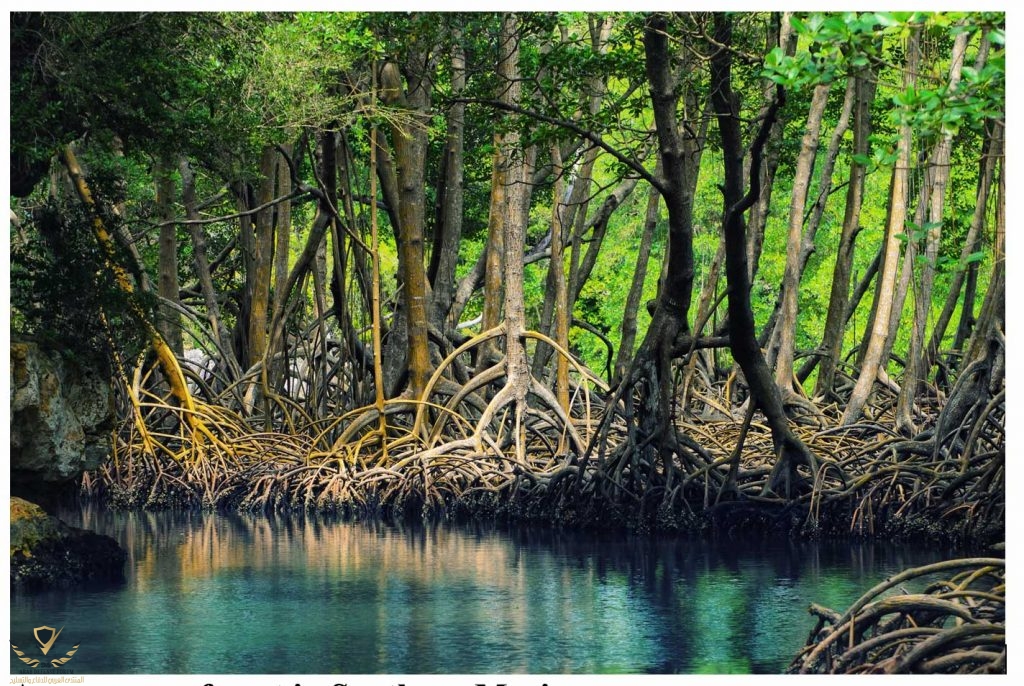 Mangrove-5-AM-1024x686.jpg