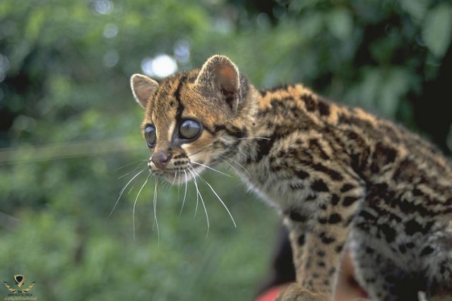 tnc_69300841_Full.jpg