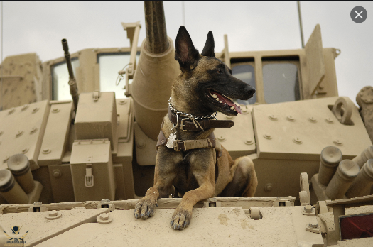 Screenshot_2020-10-09 ARMY DOG - بحث Google.png