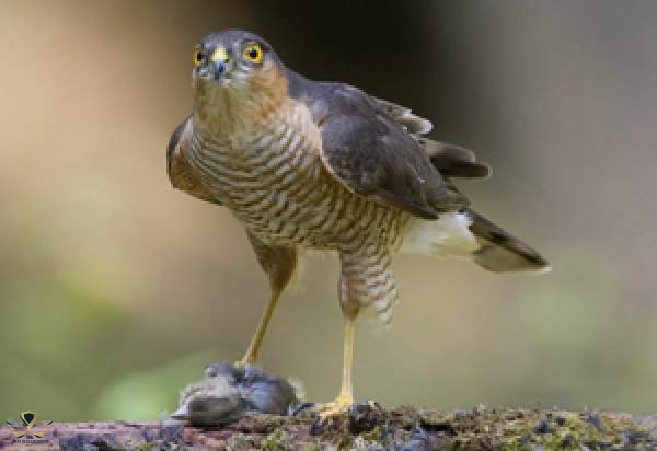 sparrowhawk-birdssparredmundfellowes300x206.jpg