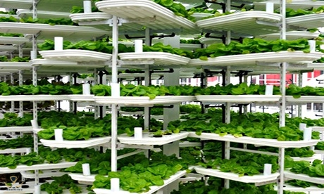 vertical-farming-011.jpg