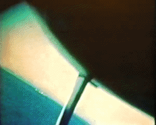 RespectfulAccomplishedAnura-size_restricted.gif