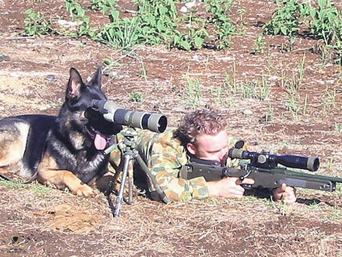 Dog-Soilder-Funny-War.jpg