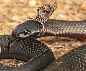snake-shedding-skin_10381_2_1521763056_300.jpg