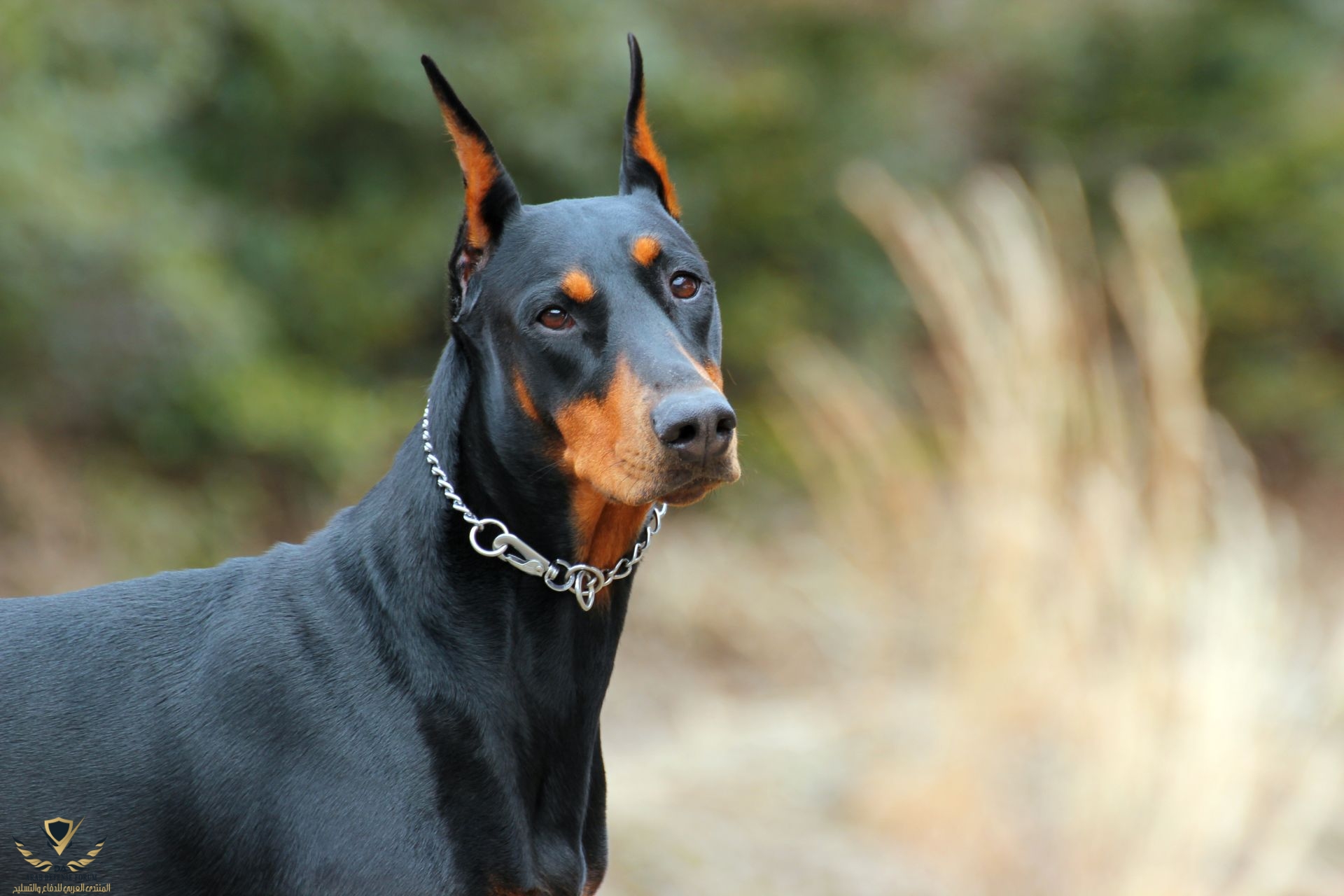 dober.jpg