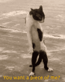 tenor (1).gif