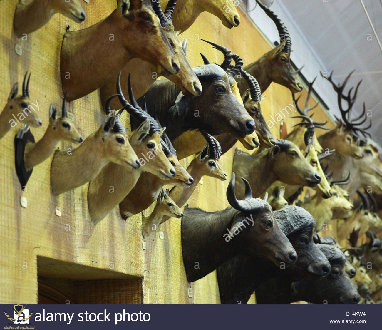 animal-heads-stuffed-and-mounted-on-a-wall-D14KW4.jpg