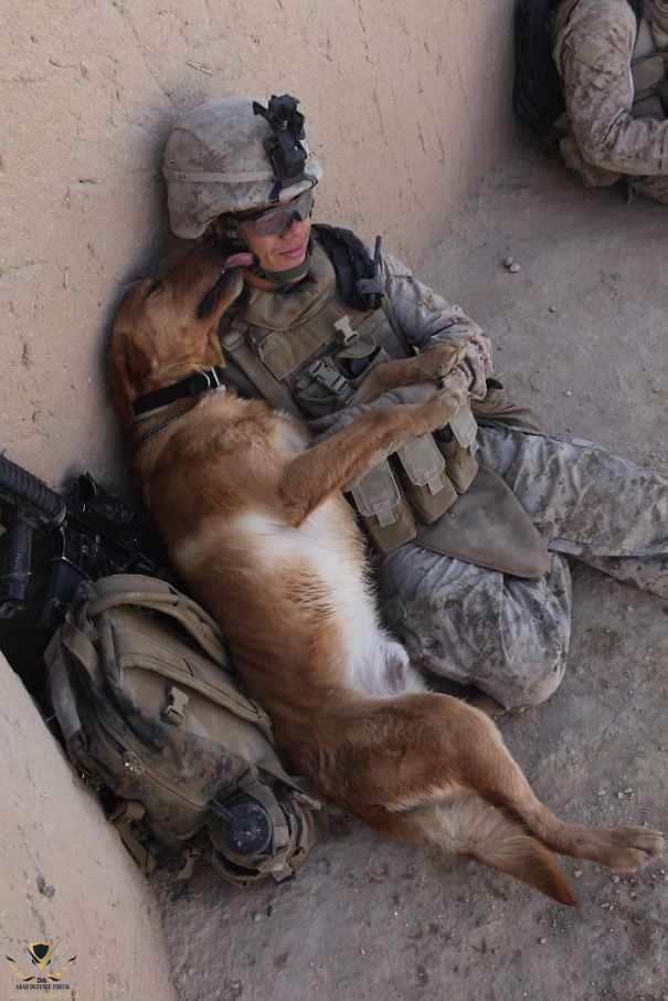 soldier-pet-resque-animal-war-9__605.jpg