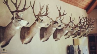GTY_deer_kab_150804_16x9_384.jpg