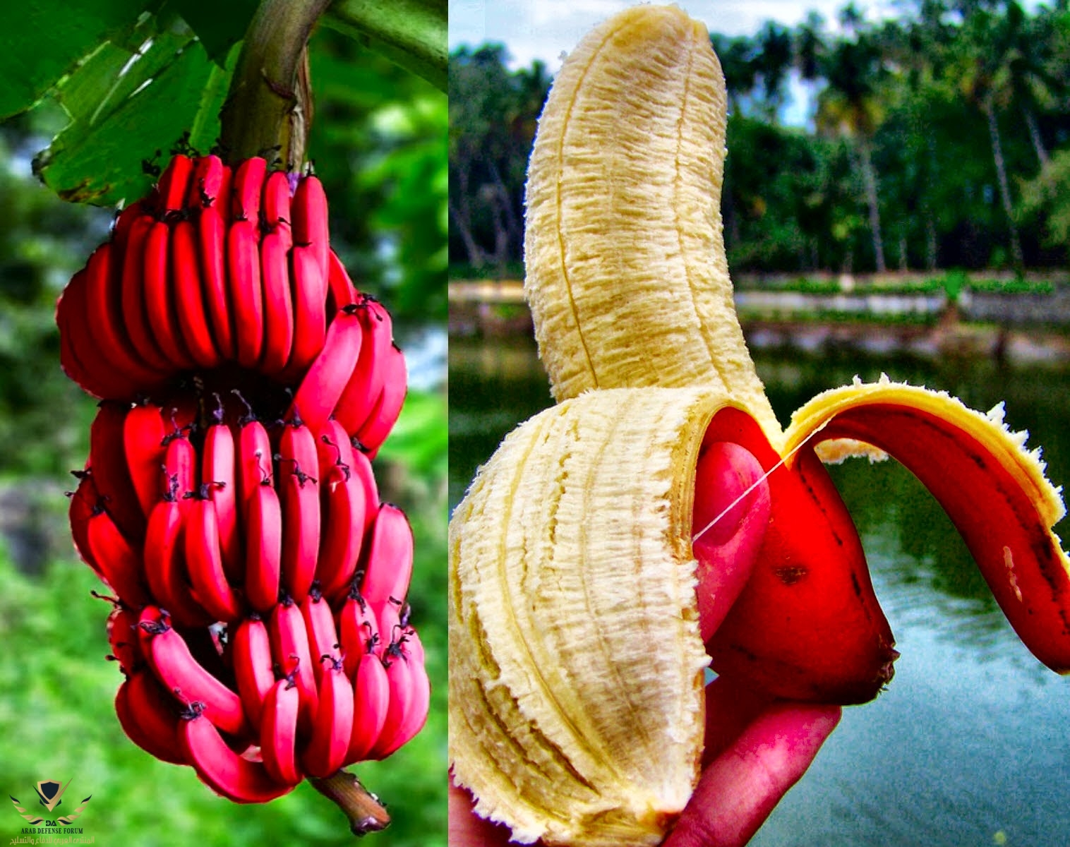 red-banana.jpg