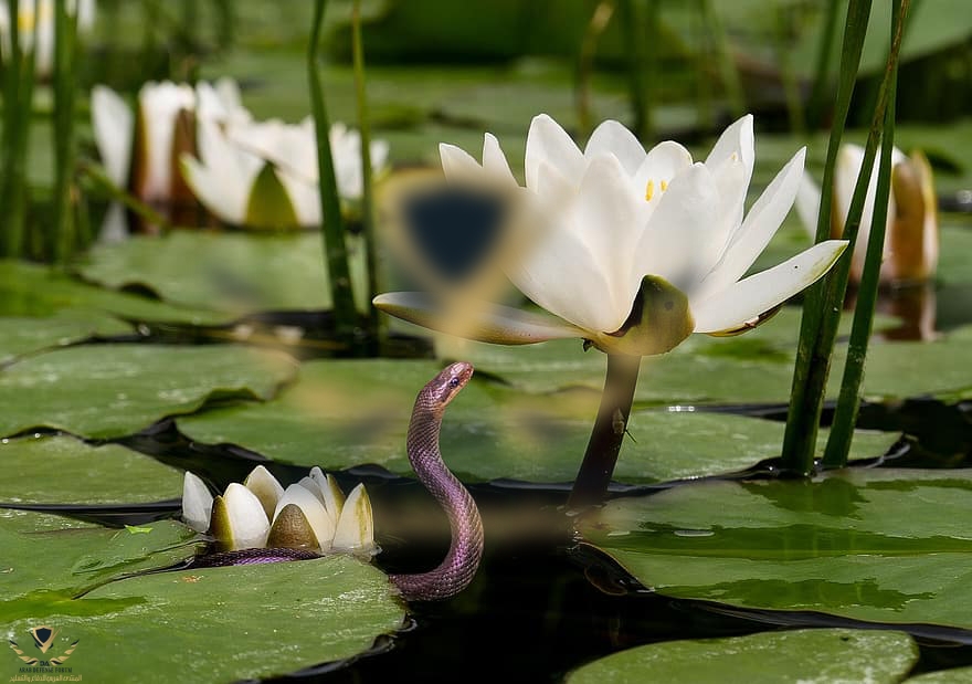 nature-flower-water-lily-water-animal-snake-grass-snake-blossom-bloom.jpg