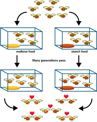 drosophila_experiment.gif