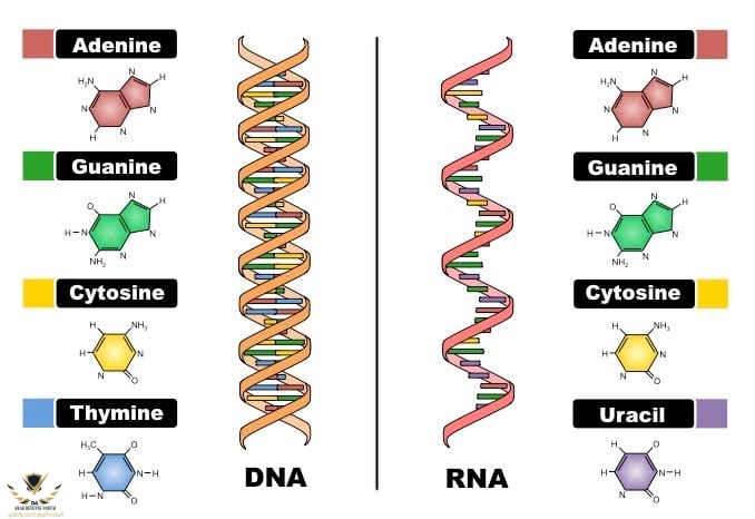 dna-vs-rna-structure.jpeg