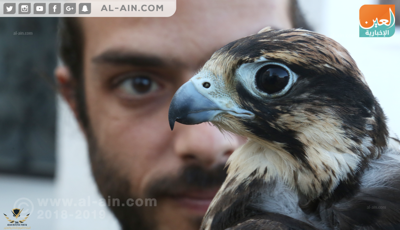 110-080940-falconers-egypt-birds-falcon-prey-eagle-14.png